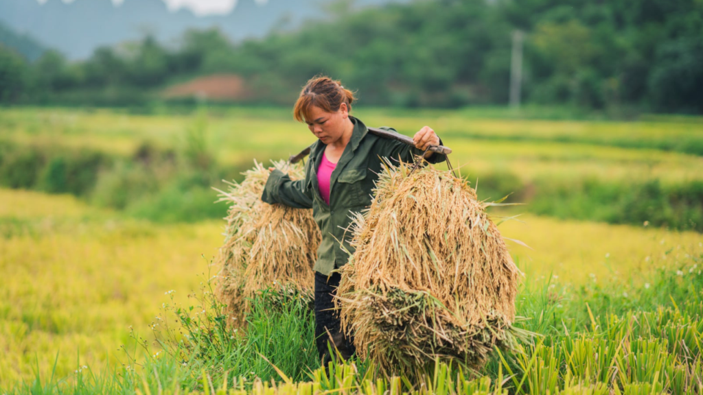 a woman carrying heavy load depicting the act of sacrifice